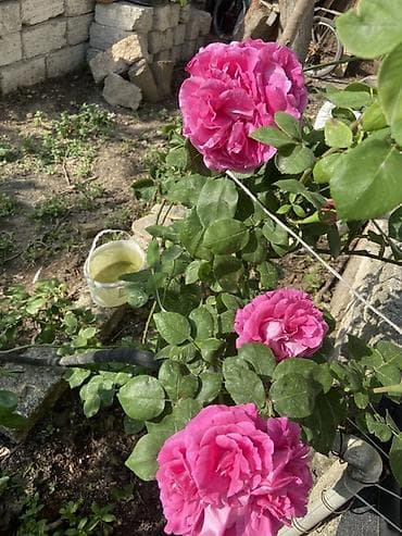 jasmin gulu: Güllü dekorativ – parlaq çəhrayı, iri və çoxqatlı, ətirli qızıl gül — 3