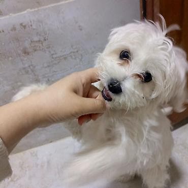 İtlər: Malta bolonka, 3 ay, Dişi, Peyvəndli — 3