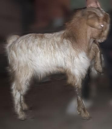 yerli qaz balası: Salam keçiləri satıram. 1-i 250 manatdan. Çəpişlərdə var istəyən olsa — 2