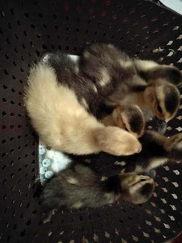 lavanda ördək: Macar lavanda lal ördək sağlamdırlar . 6günlük mayalanıb vitaminləri — 3