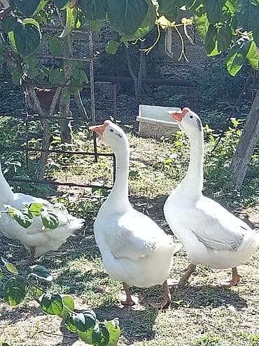 Qazlar: 2 erkək 4 dişi 5 bala təmiz linda qazı — 3