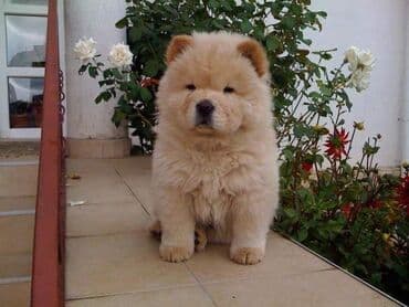 ağ qara pişik: Çau-Çau — 1