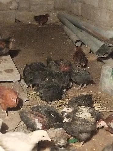 qaz qus: Toyuq cücələri, Ətlik — 1