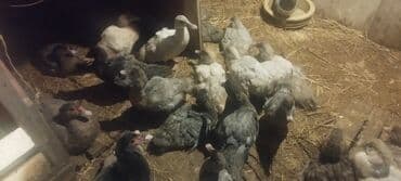 baliq tutmaq ucun yem: 3 aylıq lal ördəklər.Qiymətlər ölçülərinə görə dəyişir.Qarğıdalı — 2