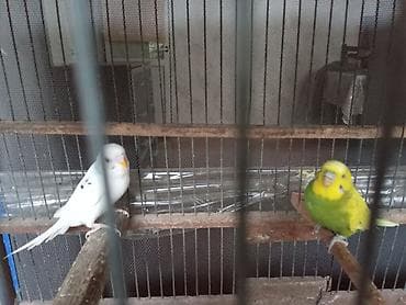 karella qus: Sağlam erkəy və dişi papuqaylar satılır Təsvir: - Rənglər: biri tam — 1