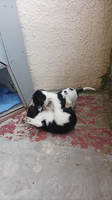 мини пудель: 2 eded qalib o biriler satilib 2sidə dişidi yeni qizdi temiz ov iti — 3