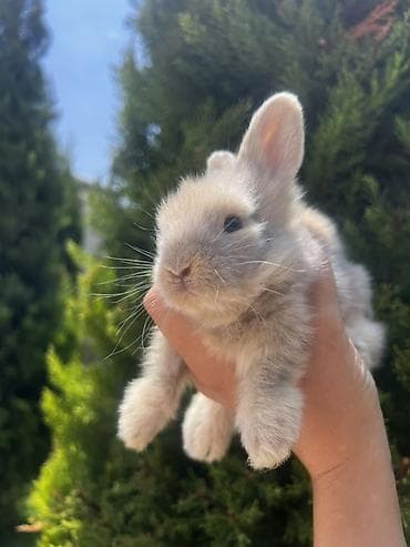cat ruletka: Çox gözəl və nadir rəngə sahib Holland Lop balası satılır. ✅ 1 — 1