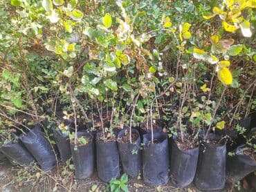 orkide qiyməti: Püstə tingləri (calaqsızdır) Qiyməti 5 manat Ağstafa rayonu Çatdırılma — 2