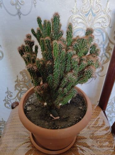 8 noyabr resimleri: Böyük kaktus. Whatsapp — 2