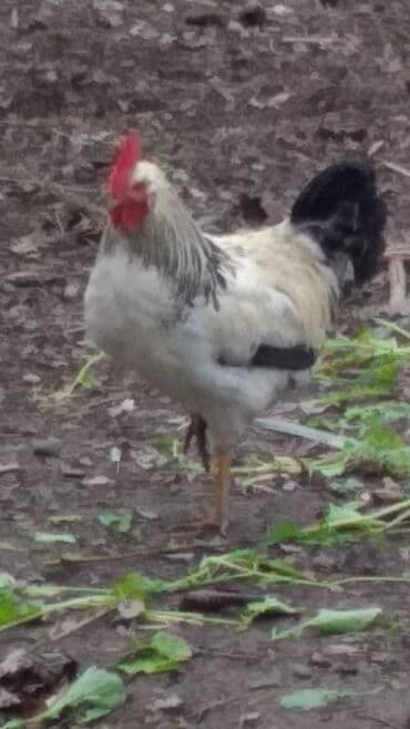 berde mal bazari: Xoruz, il: 1, Ünvandan götürmə — 5