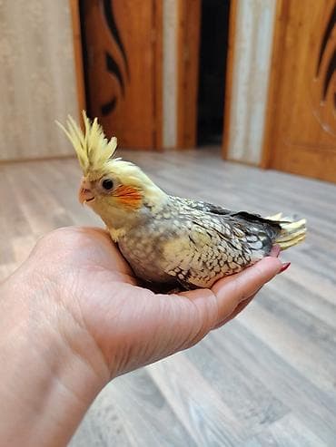balonka it satilir: Nimfa papuqayı (Cockatiel) – əllə böyüdülmüş, insanla ünsiyyətə açıq — 5