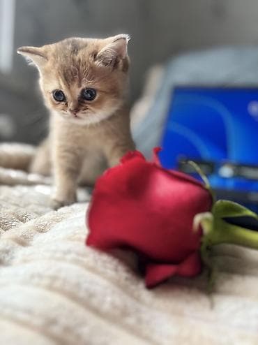 fars pişik: Şotland, Ünvandan götürmə, Pulsuz çatdırılma — 4