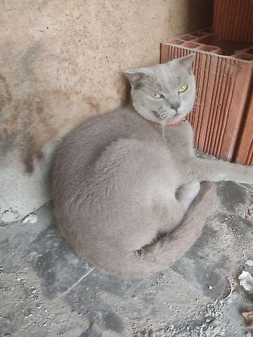 Pişiklər: Erkək, Cütləşmə üçün, Ünvandan götürmə — 2