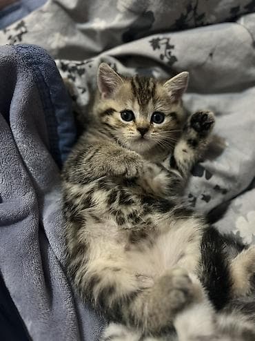 Tabbi, Dişi, Yaxşı əllərə, Pulsuz çatdırılma