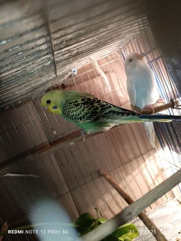 quş üçün qəfəs: Məhsul: Dalmatian/xallı və klassik rəng çeşidlərində nimfa deyil — 10