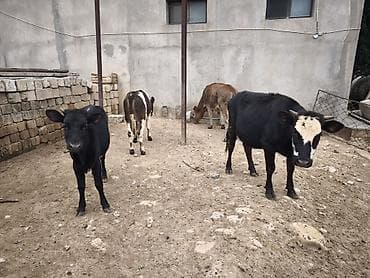 heyvan inek: Dana, buzov, Dişi, Holsteyn, Simental, ay: 1, Damazlıq, Südlük, Ünvandan götürmə, Ödənişli çatdırılma — 5