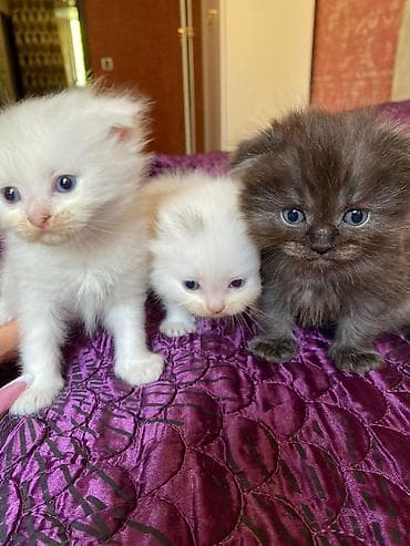 İlan: Pişik balaları - Cins: Uzun tüklü, yastı burunlu tip