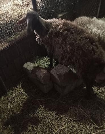 Рогатый скот: Qoyun – qaragül tipli, uzunqulaq, qara rəngli baş və ayaqlar, qalın və — 4