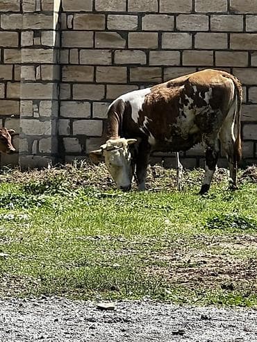 ucuz toyuq satisi: Smental satılır dişi di dogmuyub. Cavabdeehem mala — 2