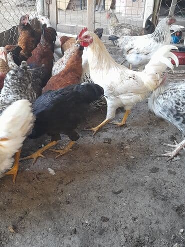 heyvanlara verilen adlar: Курица, Для разведения, Платная доставка — 2