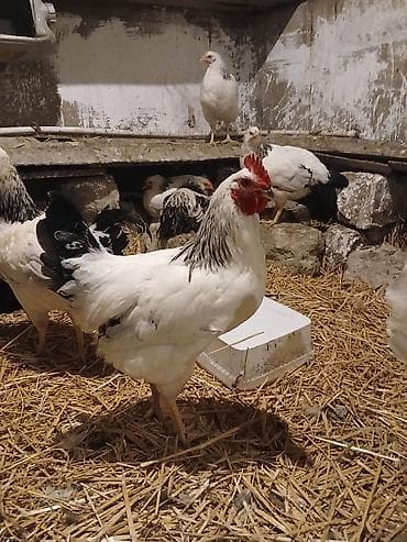 toyuq cinsleri: Salam Serebrist beçələr satılır Ünvan Kürdəxanı 2 kilo çəkiləri var 6 — 1