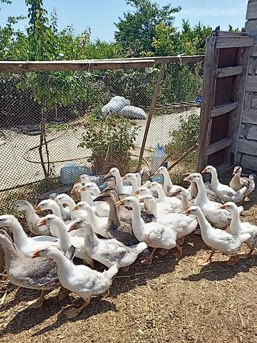 Qaz – linda kuban təsərrüfatdan 35 ededdir kom satilir real mushderiye