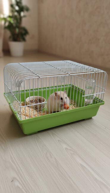 Təzədir. Cunqarik saxlamaq üçün idealdır. qəfəs, kletka, клетка lalafo.az -da Təzədir. Cunqarik saxlamaq üçün idealdır. qəfəs, kletka, клетка