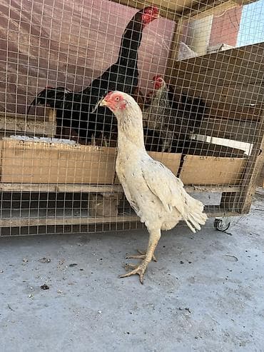 toyuqlar satilir: Toyuq, Damazlıq — 2