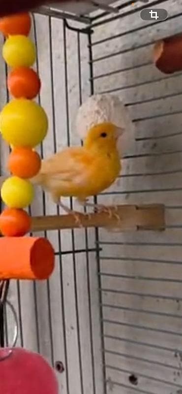 islenmis akvarium satisi: Sarı kanareyka – qəfəs və aksesuarları ilə - Parlaq sarı rəngli — 1