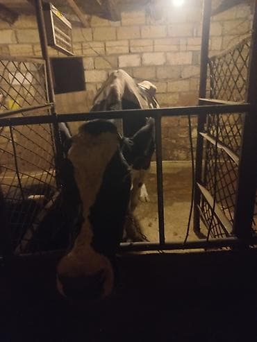 Inəklər, öküzlər: Südlük inək – ağ-qara rəngli (Holşteyn tipli) sud 12 litir - Məqsəd — 1