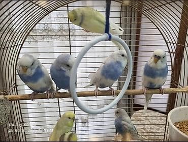 qu qusu: Məhsul: Dalıgöz (Budenqar) dalmatin/boz-mavi rəngli dalğalı papuqaylar — 1