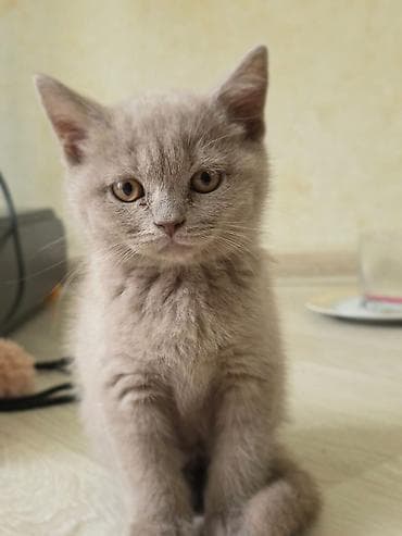 pişik tap az: British Shorthair və Scottish Fold balaları - Cins: British Shorthair — 3