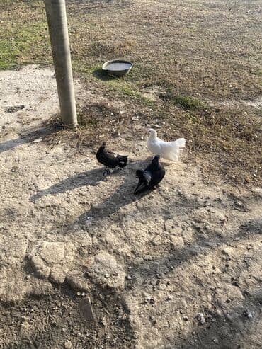 Heyvanlar üçün mallar: ÜNVAN ŞEKİ 3çü bir yerde o qiymete Barterde var fere toyuqla Məhsul — 2