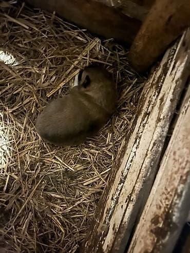 itlerin satisi: Peyvəndli — 3