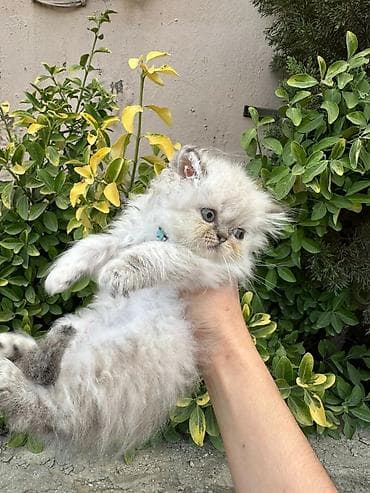 Akvariumlar: Şotland uzun tüklü — 7