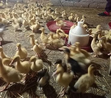 yaponka cuce: Ördək cücələri, Ətlik — 1