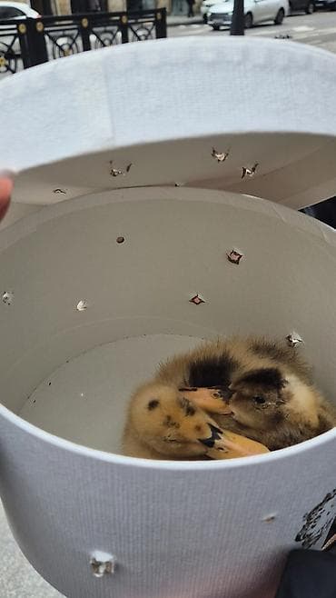 cin bildircin: İki ördək balası - Sayı: 2 ədəd balaca ördək - Rəng: Sarı-qonur — 4