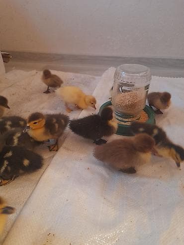 arpa bugda satisi: Lal ördəklər 5 m macar krasnadar qara zümrüdü mirvari rənglər 055 663 — 1