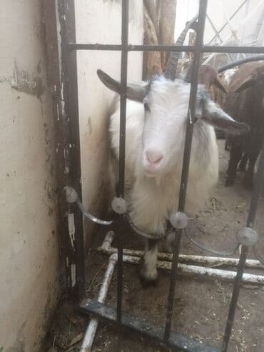 bengal pişiyi qiymeti: Şəkildəki çəpişlər satılır. Hər üçü də xarici sortdur. 6-7 aylıq cavan — 5