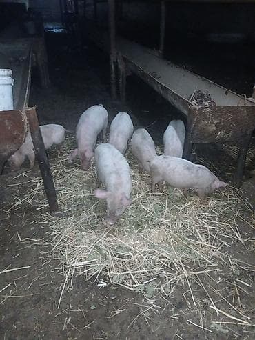 qurban qoyun sekilleri: Otlaqda gəzən çəhrayı və qara rəngli donuzlar. Müxtəlif ölçülərdə olan — 8