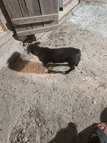 chappi it yemi: Zvanok satilir anadan gelme quyruqsuzdu.vacapla elaqeBalaca it balası — 3