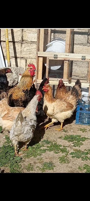 hind quşu baximi: Toyuq, Damazlıq, Ödənişli çatdırılma — 6