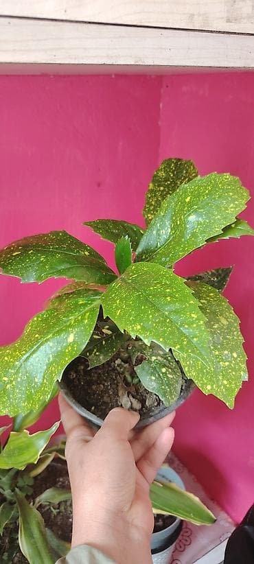 dekorativ bitkilər: Otaq bitkiləri – 2 ədəd saksıda 1) Aucuba japonica (qızılı xallı — 1