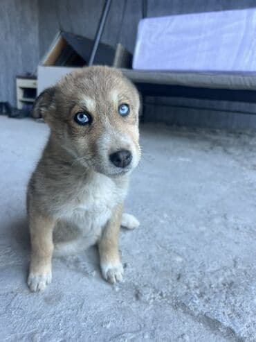 Daraq panellər: 2 ay, Peyvəndli — 2