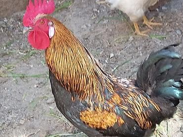 Salam cavan, sağlam xoruzdu 11 ayliqdi banliyir, xoruz luq edir