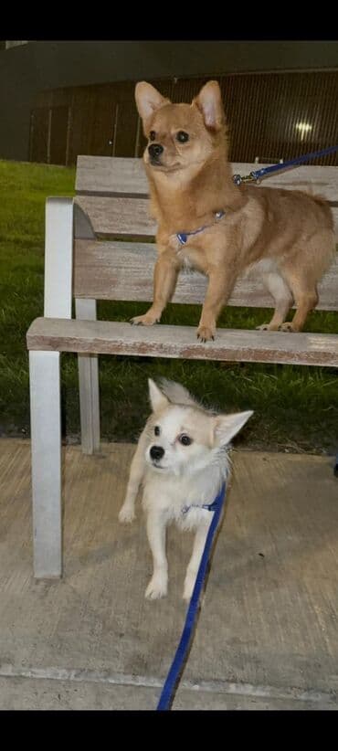 шпиц в баку: Şpitz, 10 ay, Erkek — 3