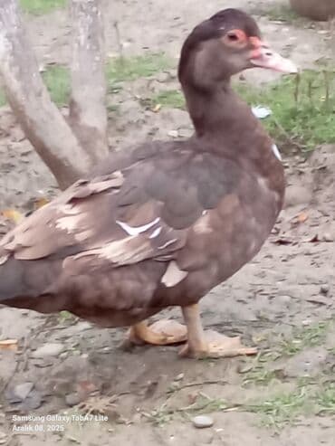 col ordeyi: 6 aylıq Krasnador Fərəsi sağlam Aktiv fərədi qiymət sondu istəyən olsa — 1