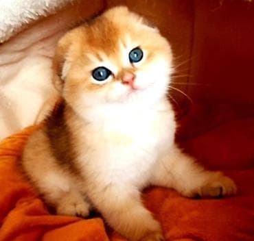 van pişik: Şotland yastı qulaq — 2