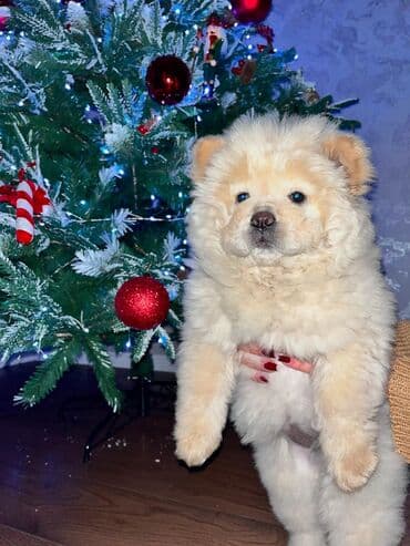 кане корсо щенки: Чау-чау, 1 месяц, Самка — 2