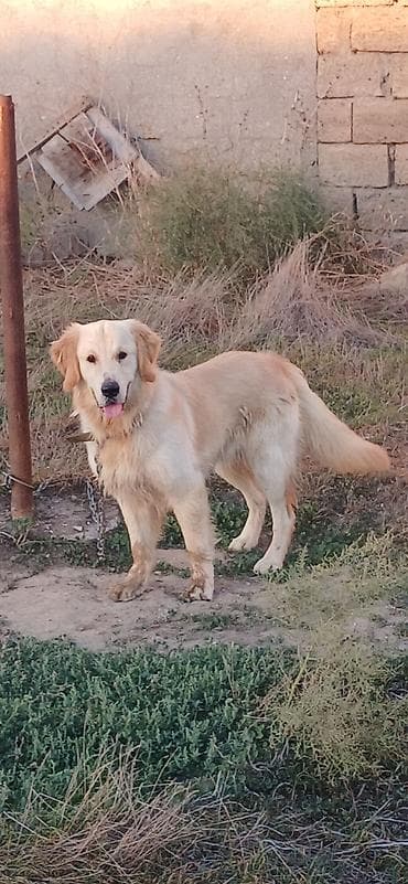 Retriever, 1 il, Erkek